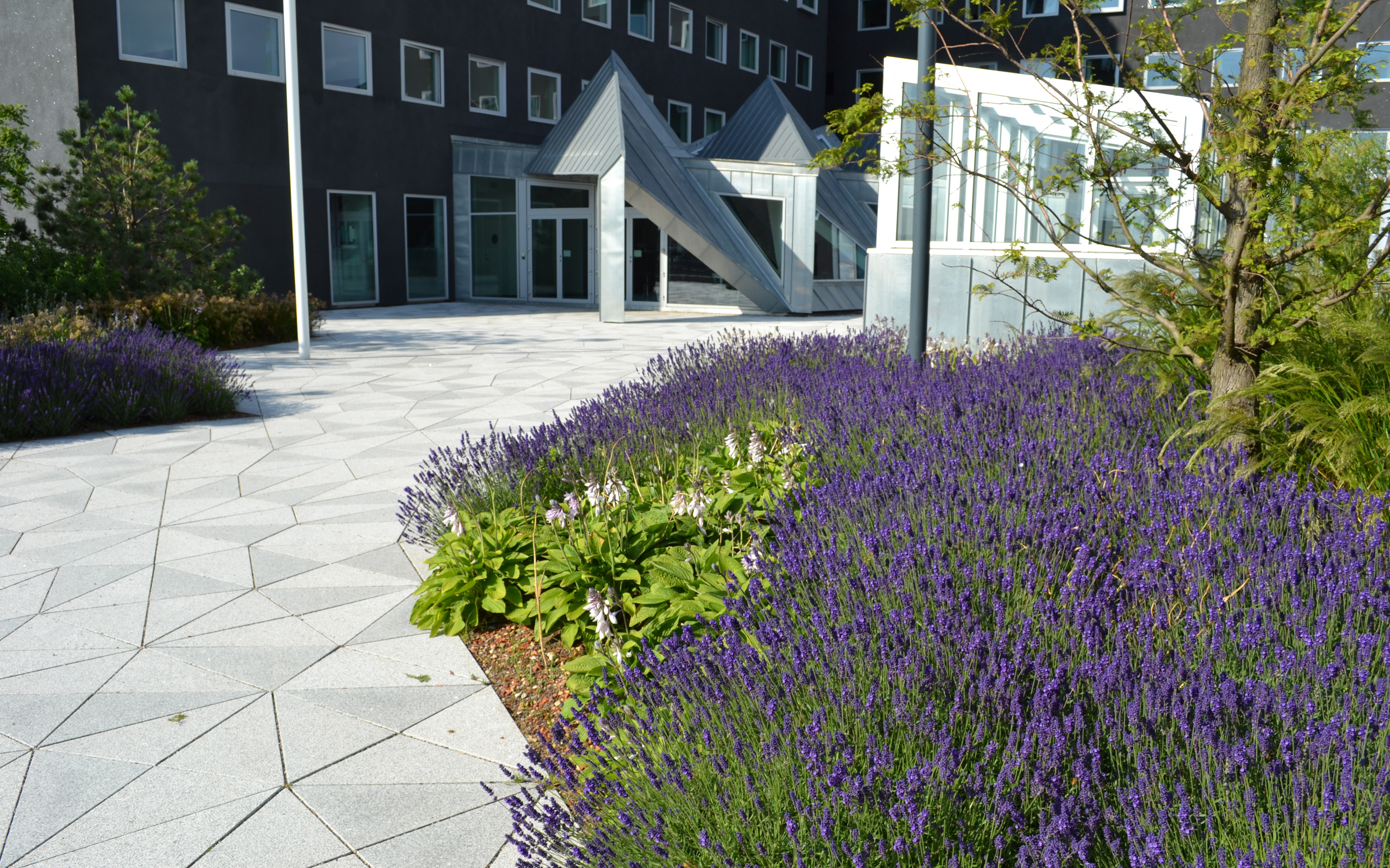 Walkways and plant beds with lavender