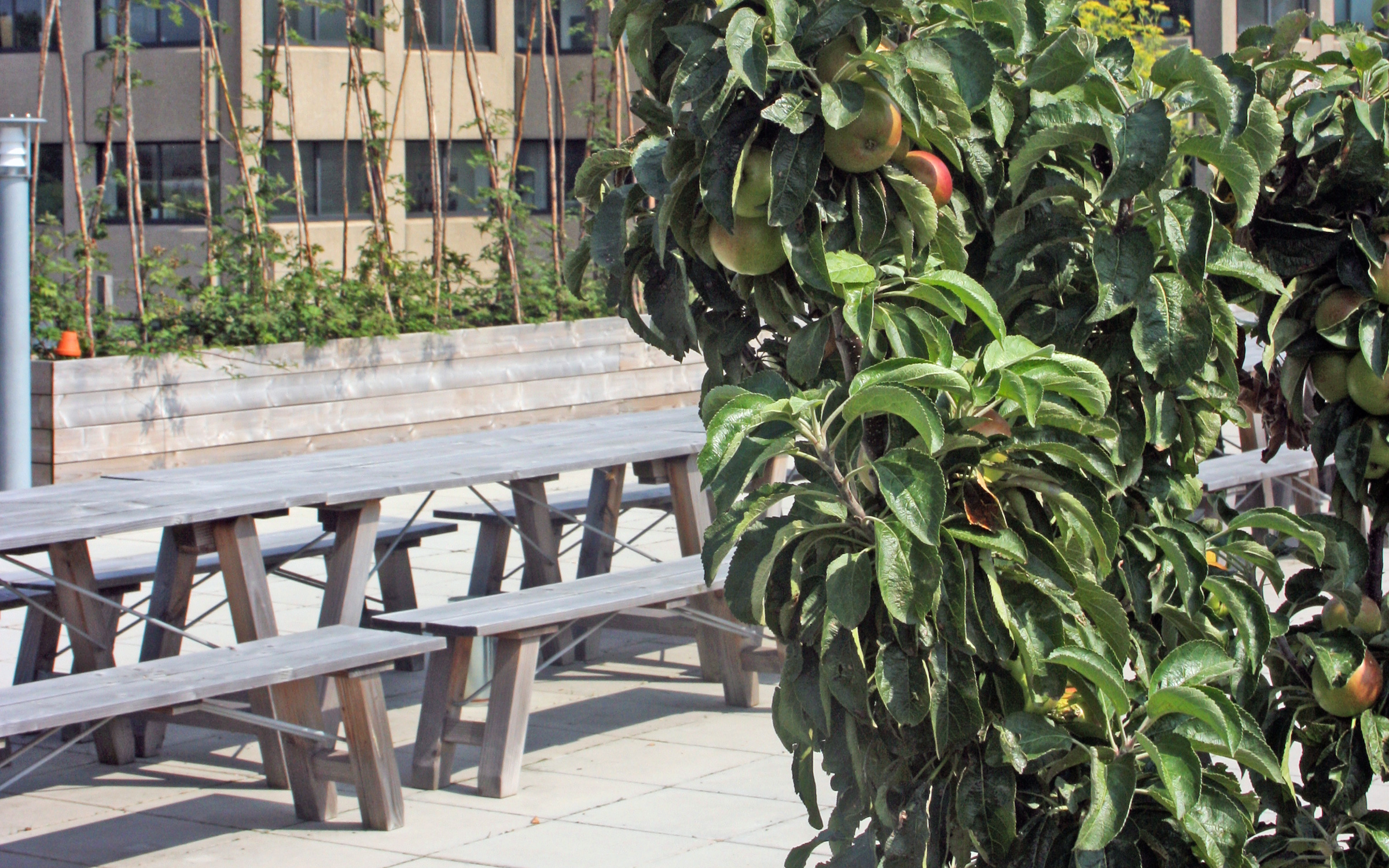 Small apple trees in front of benches and tables on a roof