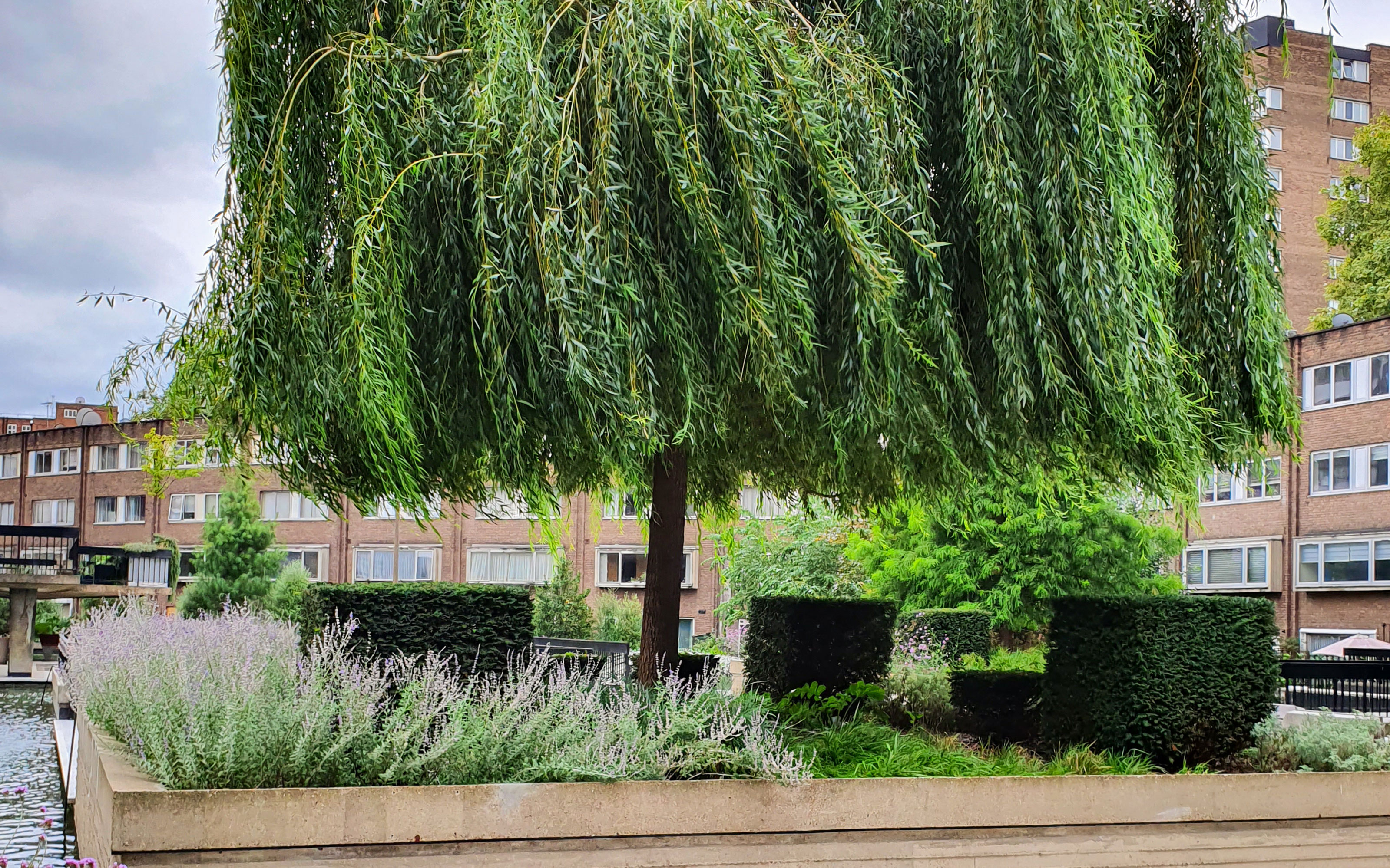 Plant bed with a weeping willow
