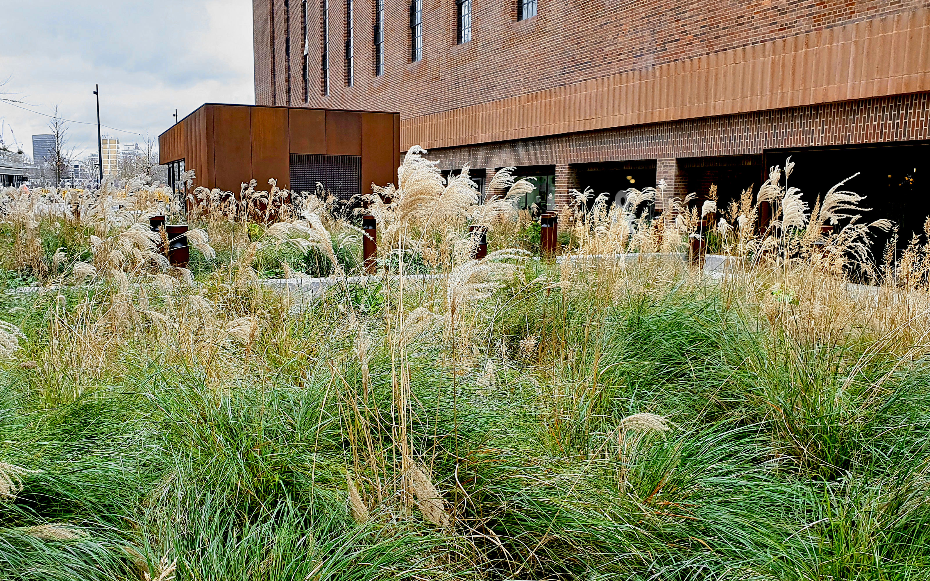 Ornamental grasses in front of a building