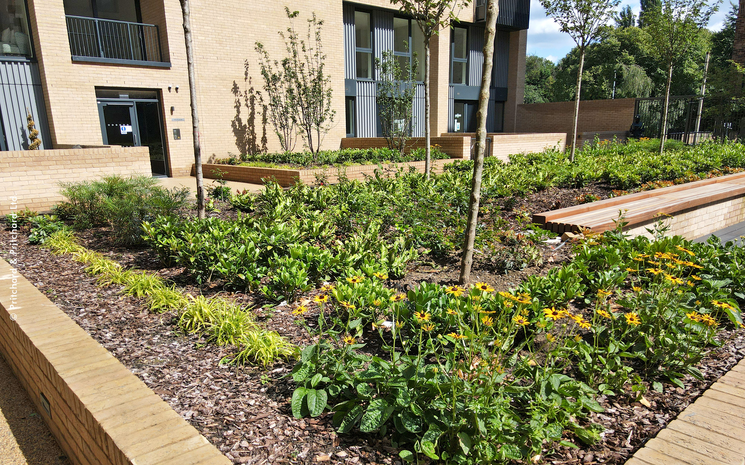 Raised plant beds with cone flowers and small trees