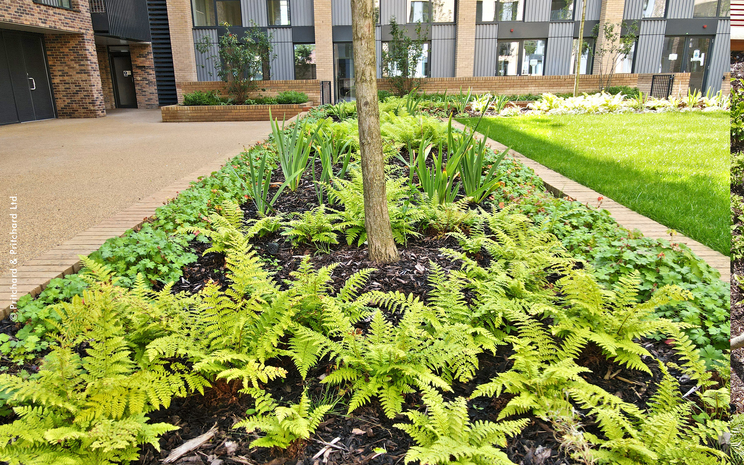 Courtyard with ferns, lawn and small trees