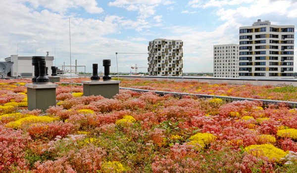 Flowering Sedum roof