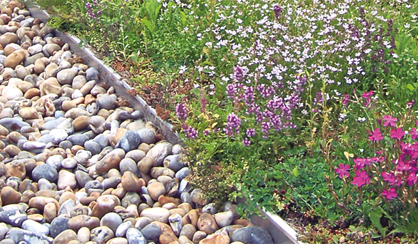 Vegetation and gravel