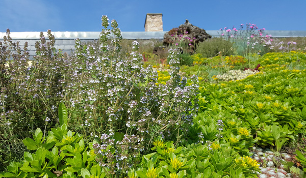 Flowering pitched green roof