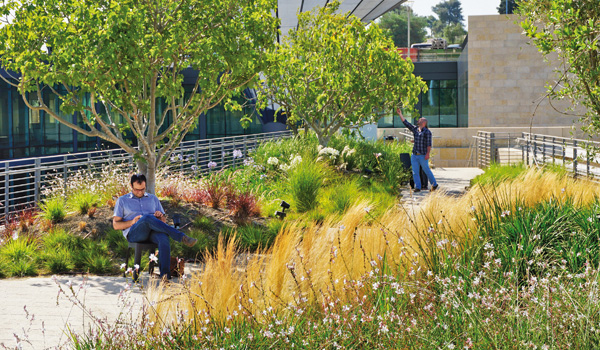 Two men on a green roof with shrubs, ornamental grasses and small trees