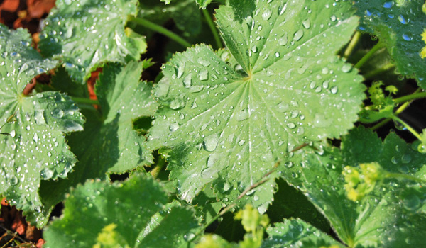 Rain drops on leaves