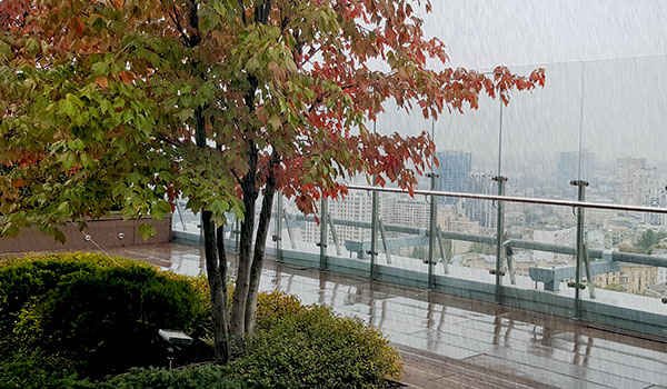 Roof garden with small trees during rainfall