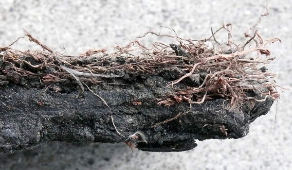 Roots on Bitumen