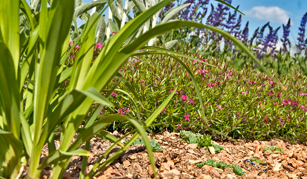 Plants in substrate