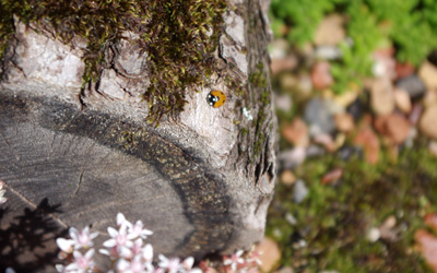 Totholz mit Marienkäfer auf einem Sedumdach