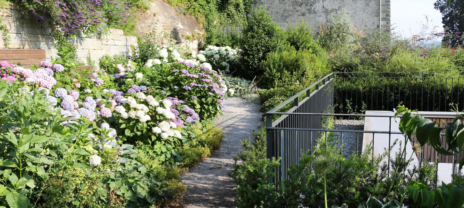 Pathway lined with numerous Hydrangeas