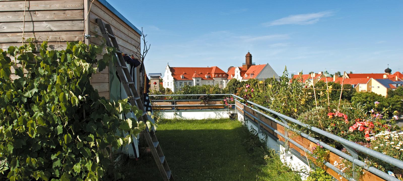 Roof garden with lawn and vines