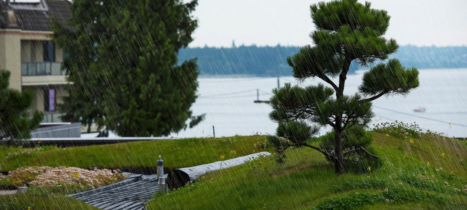 Roof garden with lawn and pine trees during rainfall