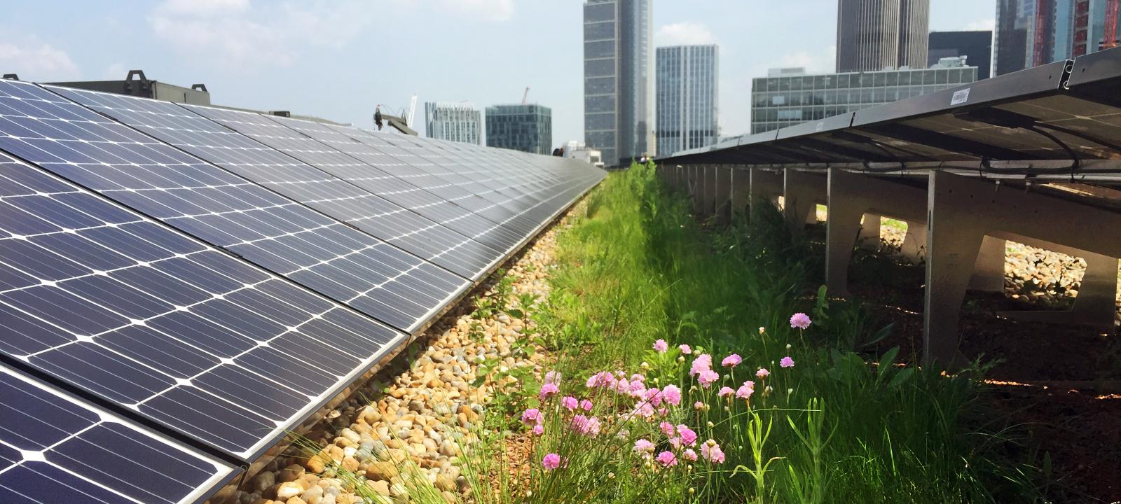 Green roof in combination with solar energy