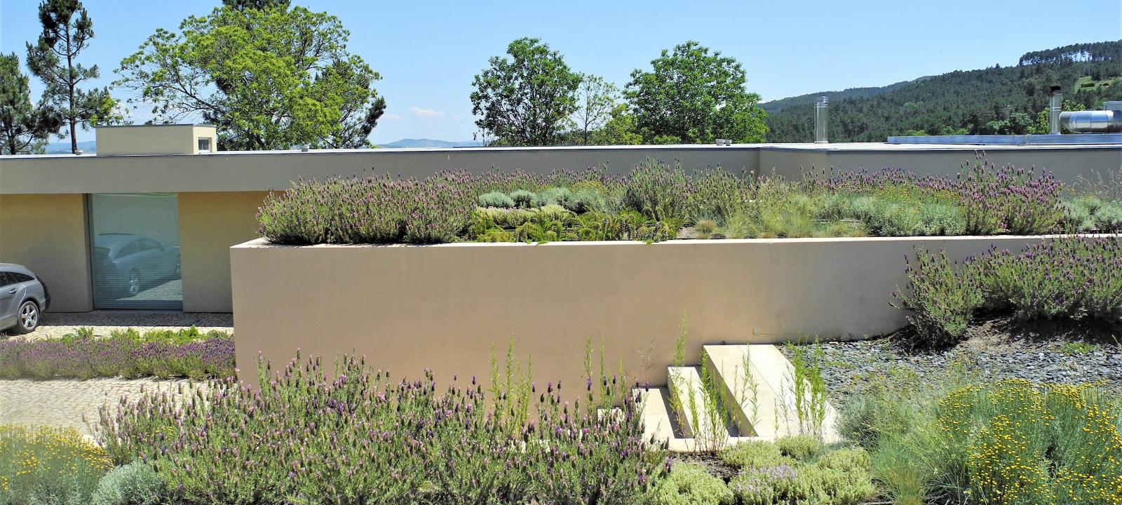 Flat roofs vegetated with lavender and herbs