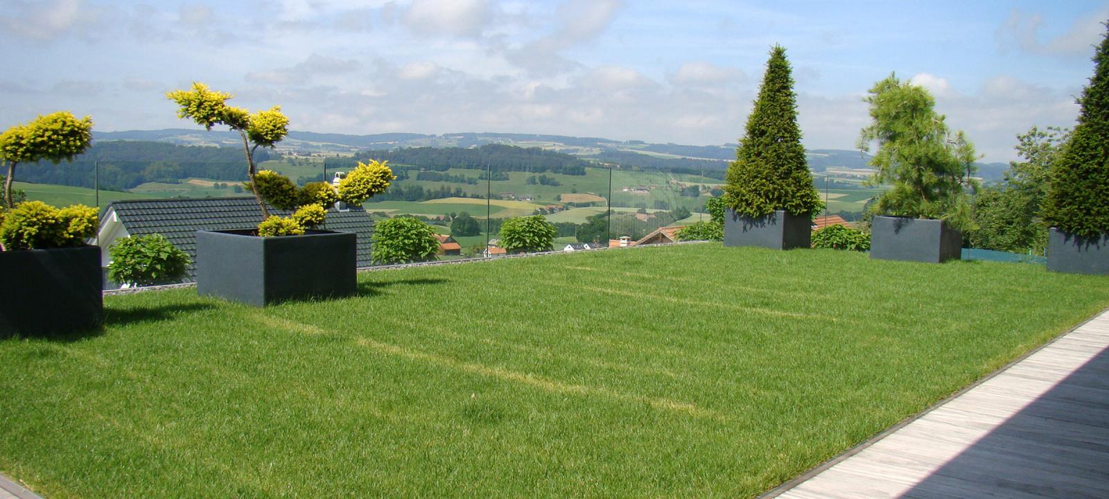 Green roof with lawn and ornamental trees in planters