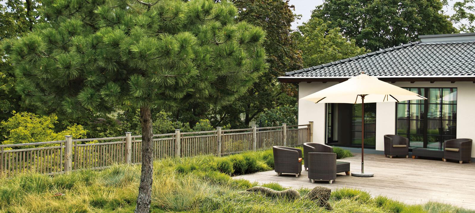 Roof garden with pine tree, ornamental grasses and seating area with paving