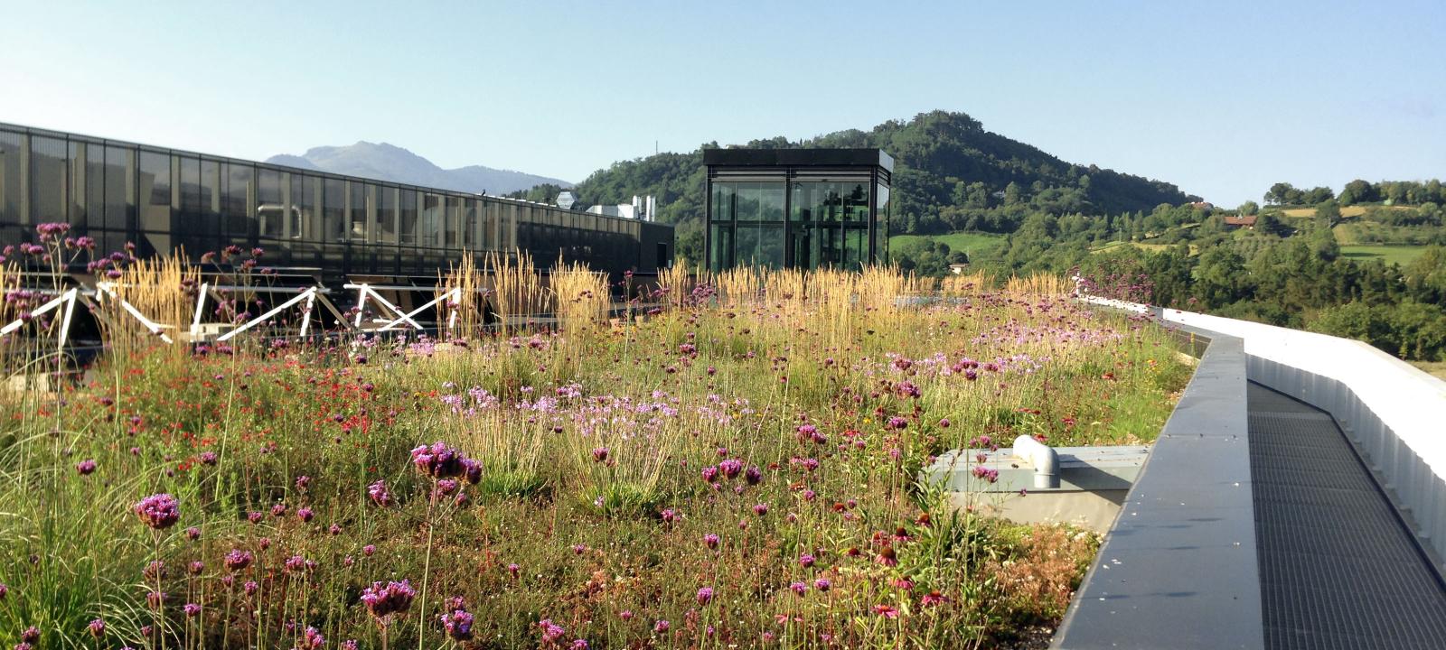 Green roof with perennials and herbs