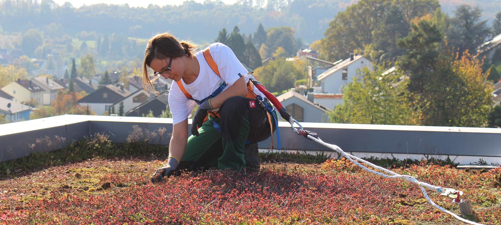 Roof gardener with fall protection