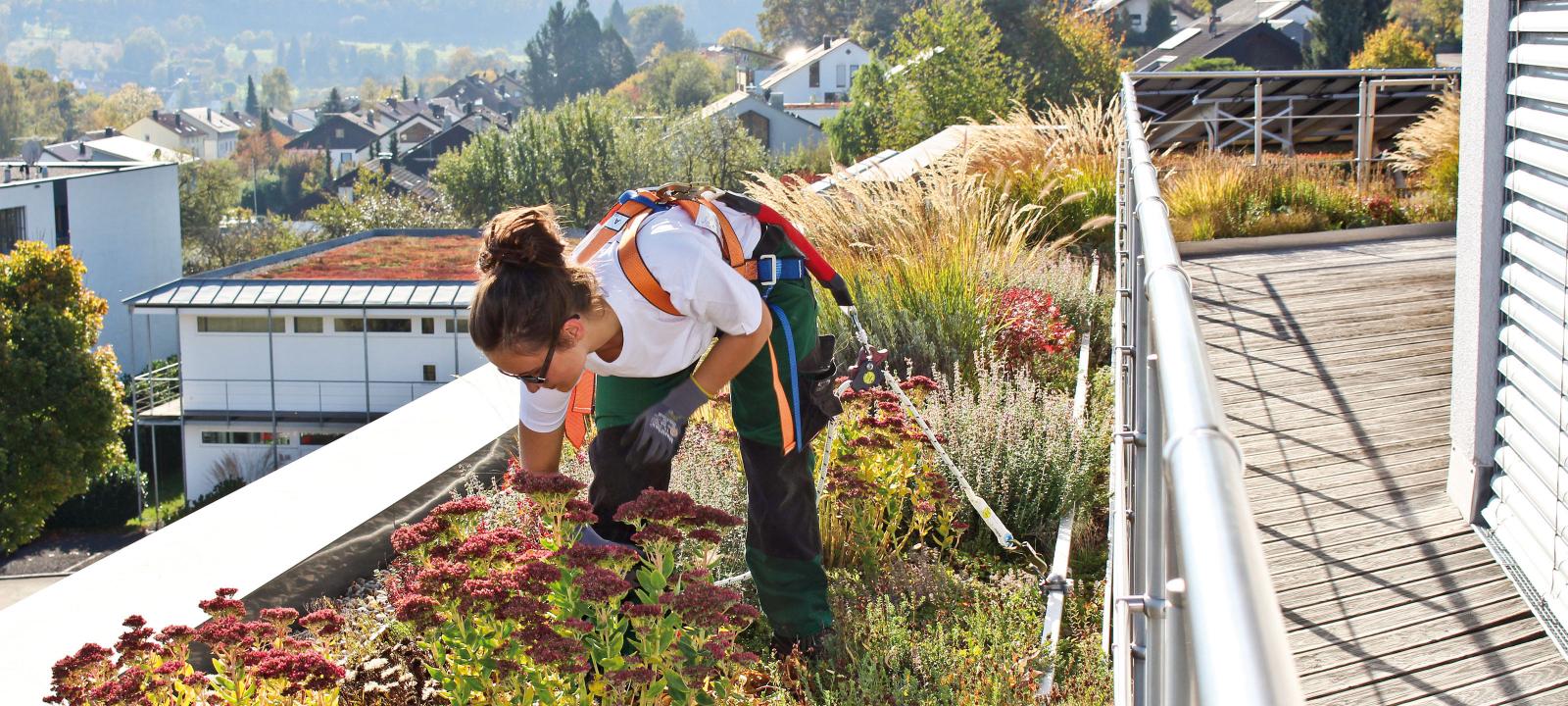 Gardener with fall protection working on a green roof