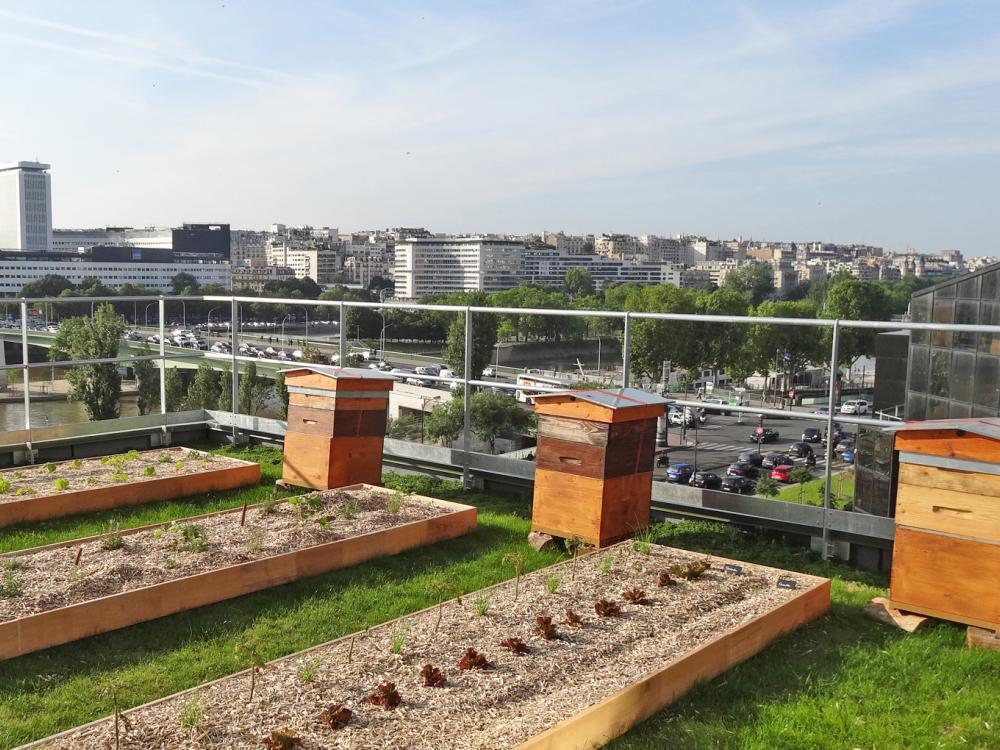 Bee hives and planting beds on a roof