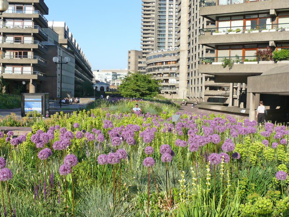 Pink Allium and other flowers surrounded by residential buildings