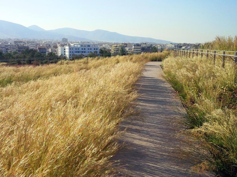 Pathway through ornamental grasses on a green roof