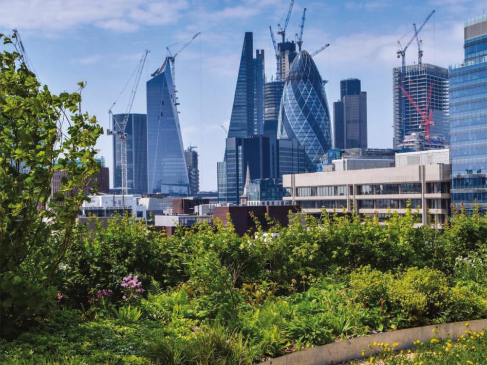 London Green Roof Report