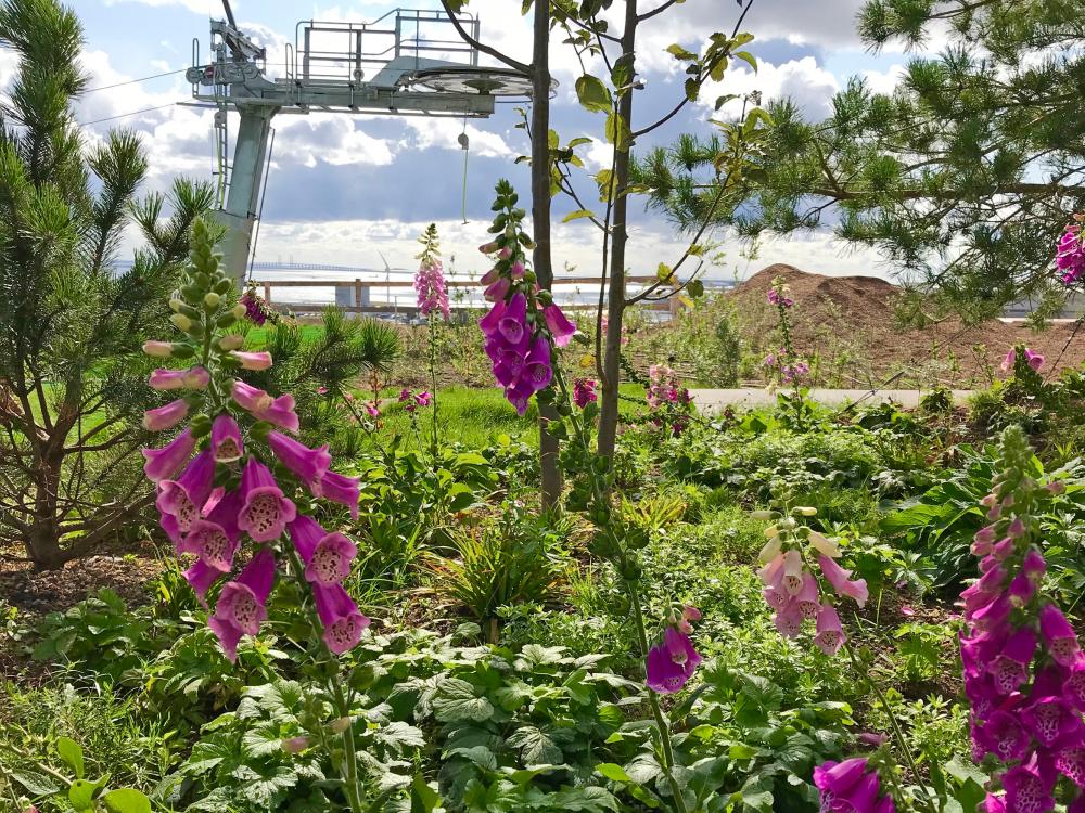 Foxgloves growing on a green roof