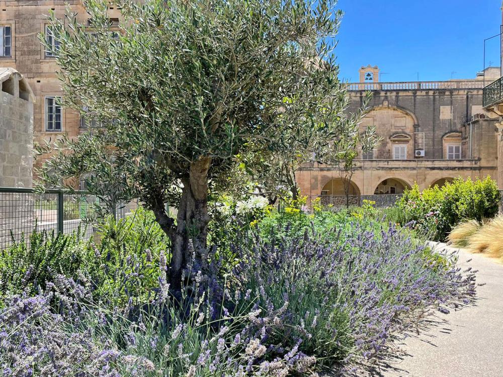 Roof garden with olive trees and lavender