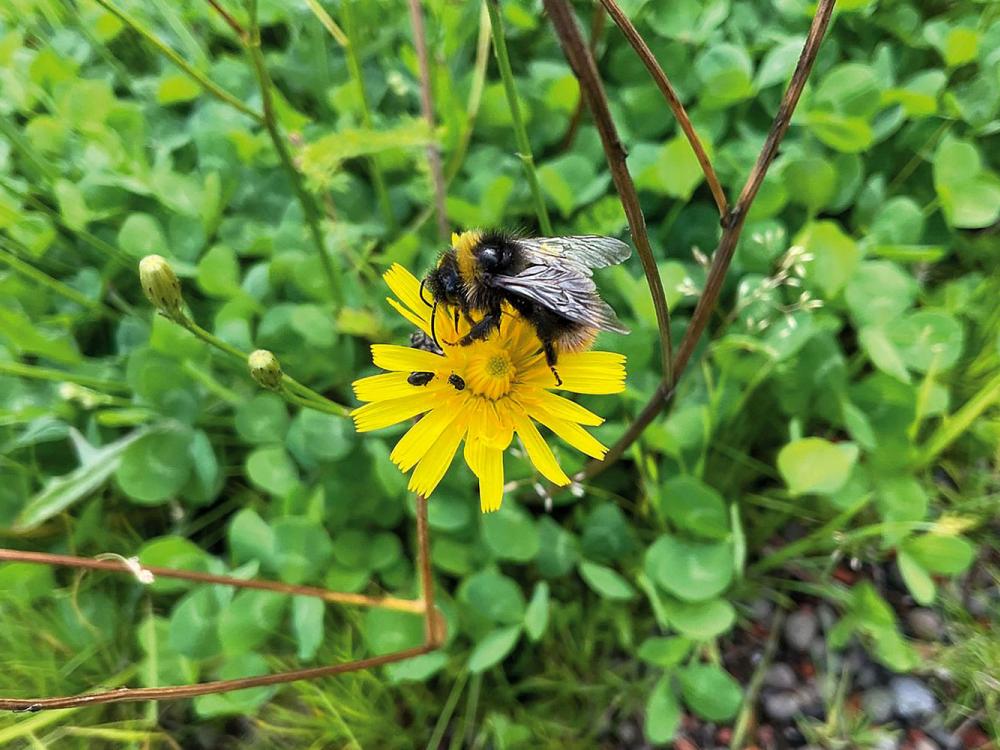 Bumblebee on  a flower