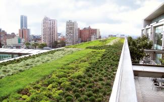 Extensive green roof in a big city