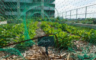 Vegetables with protective nets on a roof