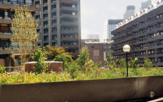 Roof garden surrounded by residential blocks