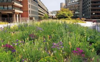 Flourishing wildflower vegetation surrounded by residential blocks