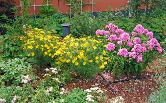 Yellow Coreopsis, purple Phlox and other plants