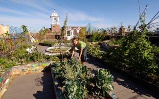 Woman harvesting cabbage on a roof