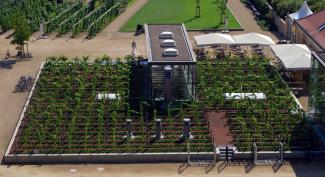 Roof garden with vines