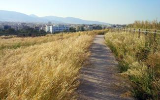 Pathway through ornamental grasses on a green roof