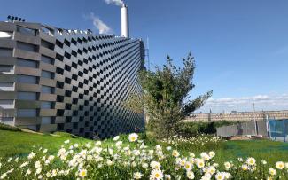 Marguerites on a green roof