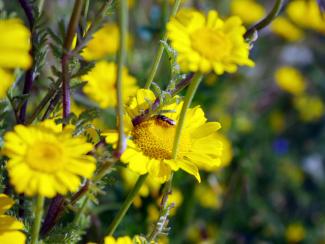 Insect on Yellow Chamomile