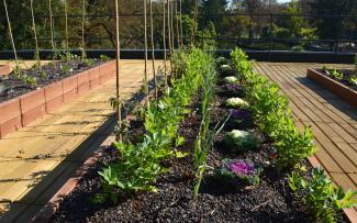 Roof garden with herb and vegetable plots