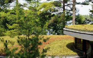 Extensive green roofs in front of pine trees