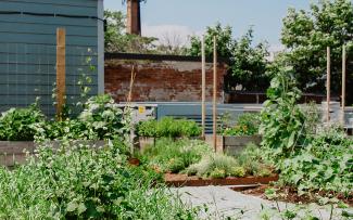 Vegetable garden