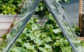 Cucumber plants