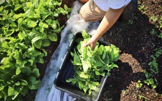 Harvesting lettuce