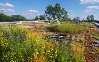 Biodiverse green roof