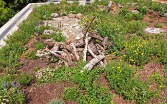 Green roof with dead wood