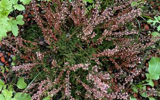 Calluna vulgaris